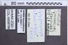 Etiketten zu Glyphonyx cruciellus (NHMW-ZOO-COL-0008786)